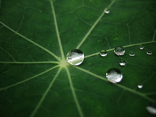 green leaf plant