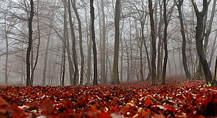 bare trees under gray clouds during foggy day