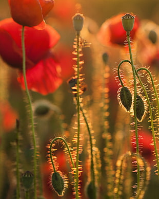 selective focus photography of red flower