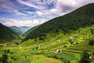 green rice terraces, nepal HD wallpaper