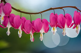 shallow focus photography of pink-and-white flowers