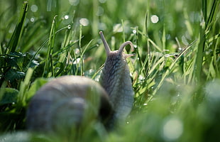 macro photography of snail on green grass HD wallpaper