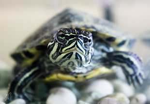 white , yellow, and yellow snapping turtle