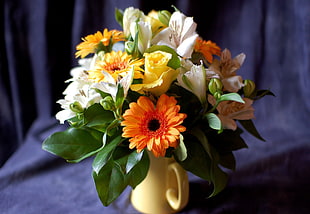 orange daisy flower, nature, flowers, bouquets HD wallpaper