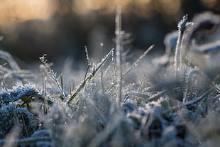 close-up photography of snow covered grasses at daytime HD wallpaper