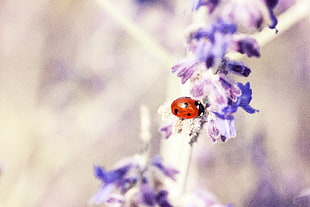ladybug, lavender, plant, flora HD wallpaper