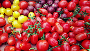 red tomatoes and onions HD wallpaper
