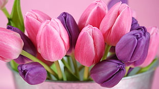 bucket of purple and pink tulips HD wallpaper