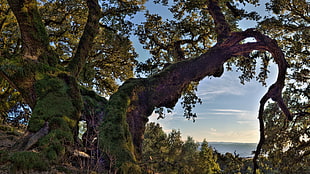 brown and green tree, nature