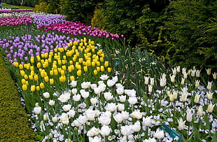 Tulip flower field during daytime HD wallpaper