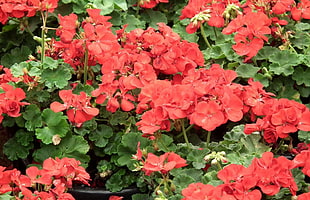 red 5-petaled flowers HD wallpaper