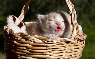 white kitten on brown wicket basket HD wallpaper