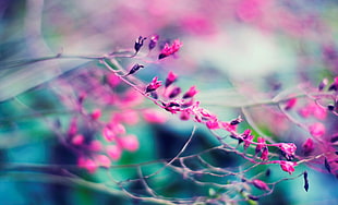 pink petaled flower, nature, twigs, depth of field, branch HD wallpaper
