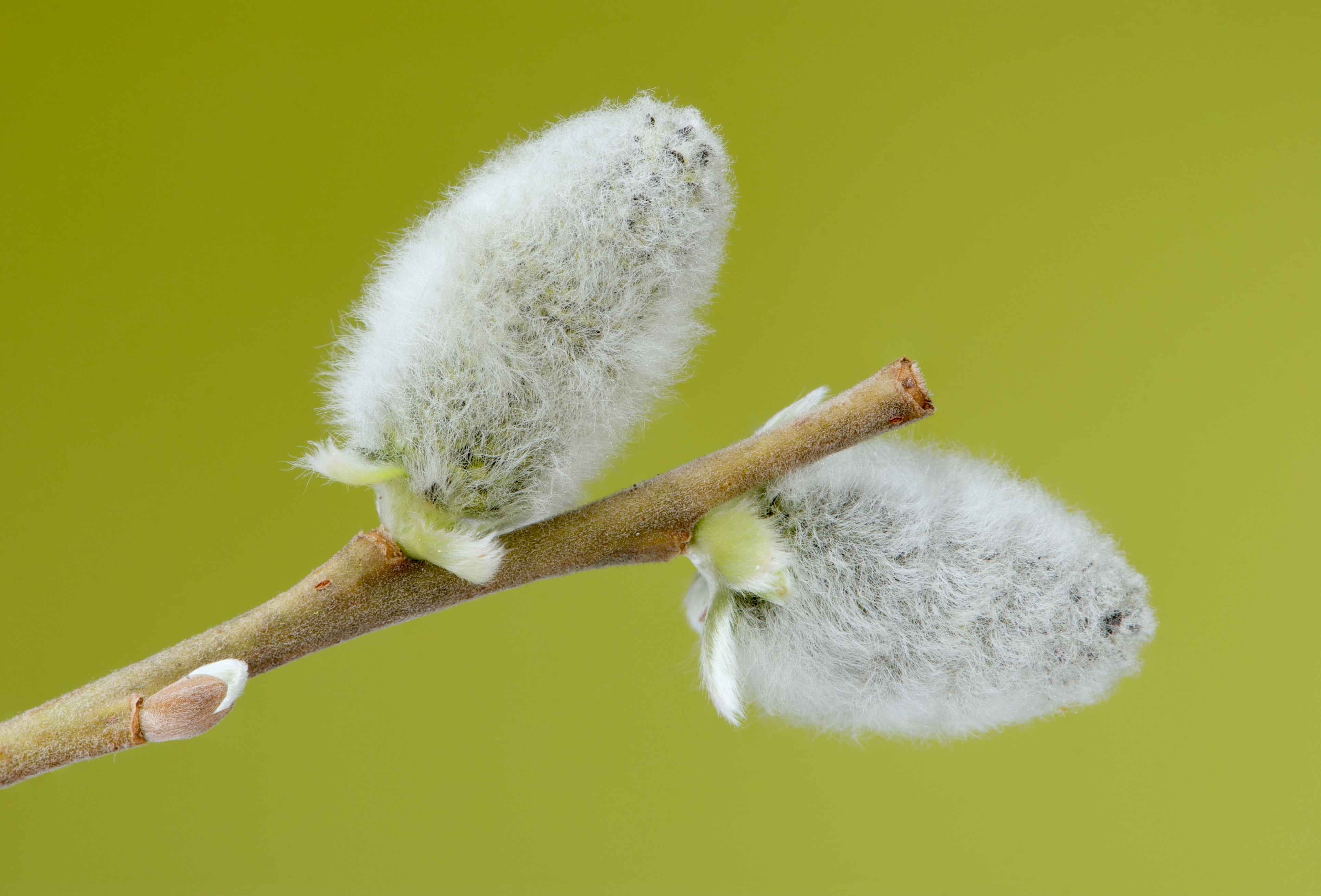 flower bud on tree