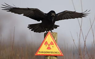 black crow on yellow signage HD wallpaper