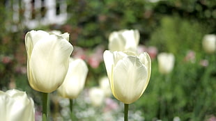 white tulips