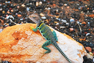 blue and gray lizard on brown rock HD wallpaper