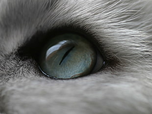 gray cat's eye HD wallpaper
