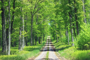 landscape photo of road in green forest HD wallpaper