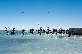 flock of black birds, birds, island, landscape, sea HD wallpaper