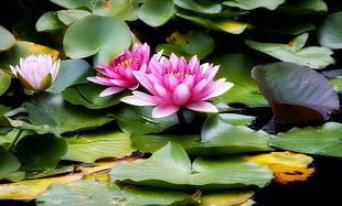 pink petaled flowers