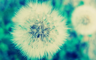 focused photo of white dandelions