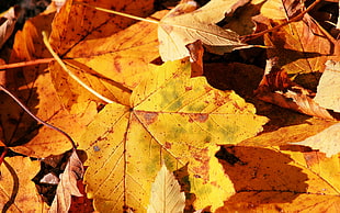closeup photo of brown maple leaves HD wallpaper