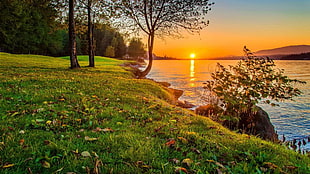 yellow and green grass field, lake, sunset, nature HD wallpaper