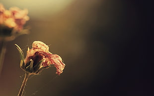 depth of field photography of dried brown flower