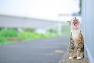 shallow depth photograph of brown tabby cat sitting along the pathway