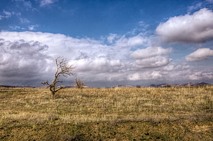 HD photography of withered tree over dried field during daytime, cappadocia HD wallpaper