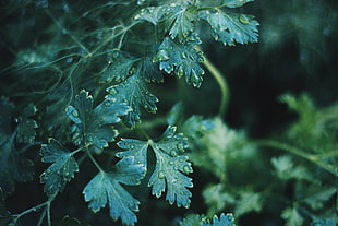 close-up photography of green leafed plant