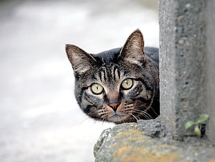 silver tabby cat