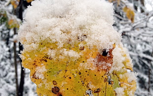 ice covered plant, winter, leaves, trees, snow