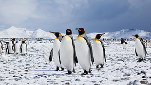 closeup photo of four penguins at snow field during daytime HD wallpaper