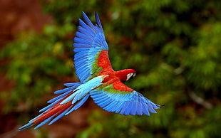 red-and-green macaw flying HD wallpaper