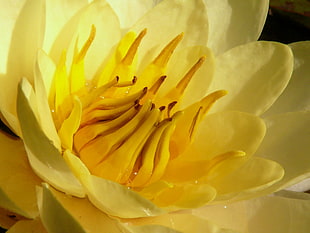 close up photo of yellow cluster petal flower, nymphaea HD wallpaper