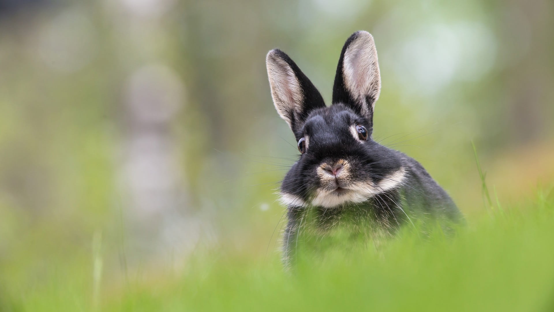 black bunny, rabbits, animals