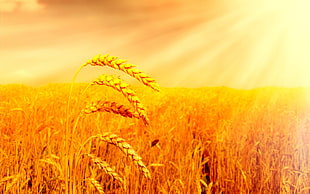 wheat field during golden hours HD wallpaper