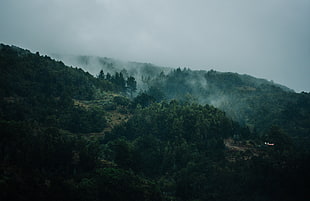 green trees under white clouds