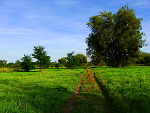 photo of green grass field with pathway