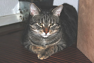 gray tabby cat