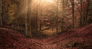 green leafed trees, forest, sun rays, trees, leaves