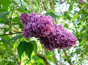 purple flowers during daytime HD wallpaper