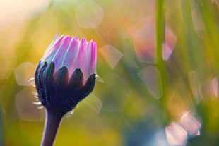 selective focus photo of pink Waterlily flower