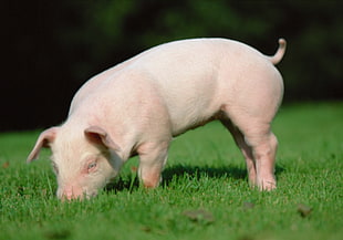 white piglet on grass field