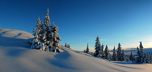 green trees cover with snow photo