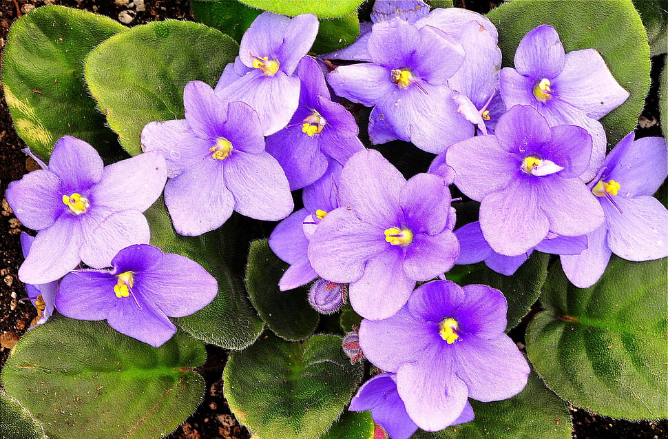 photography of purple flowers during daytime HD wallpaper