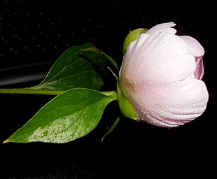 close up photography of pink tulip flower