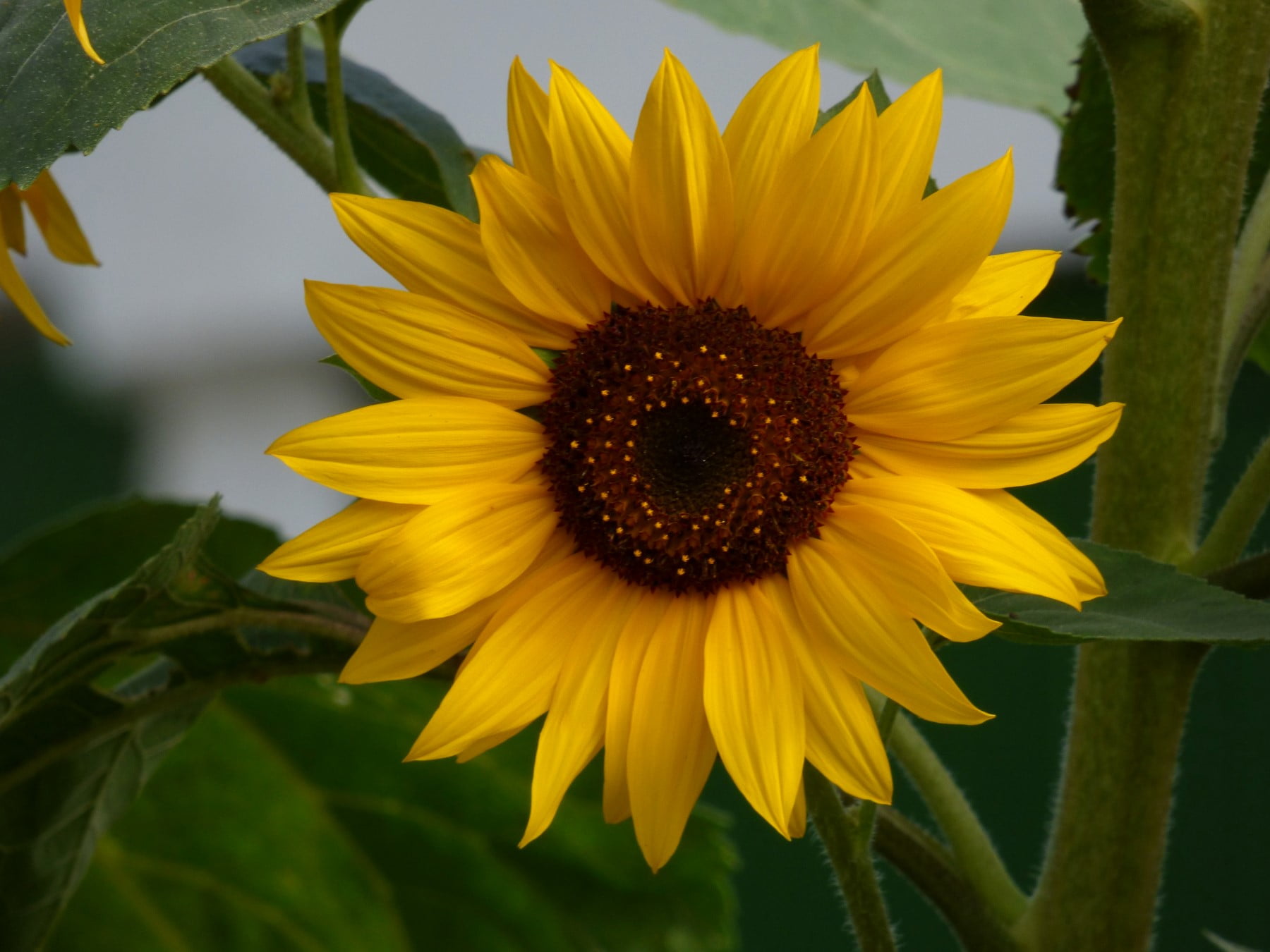 close up photograph of sunflower